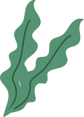 海藻ワカメのイラスト